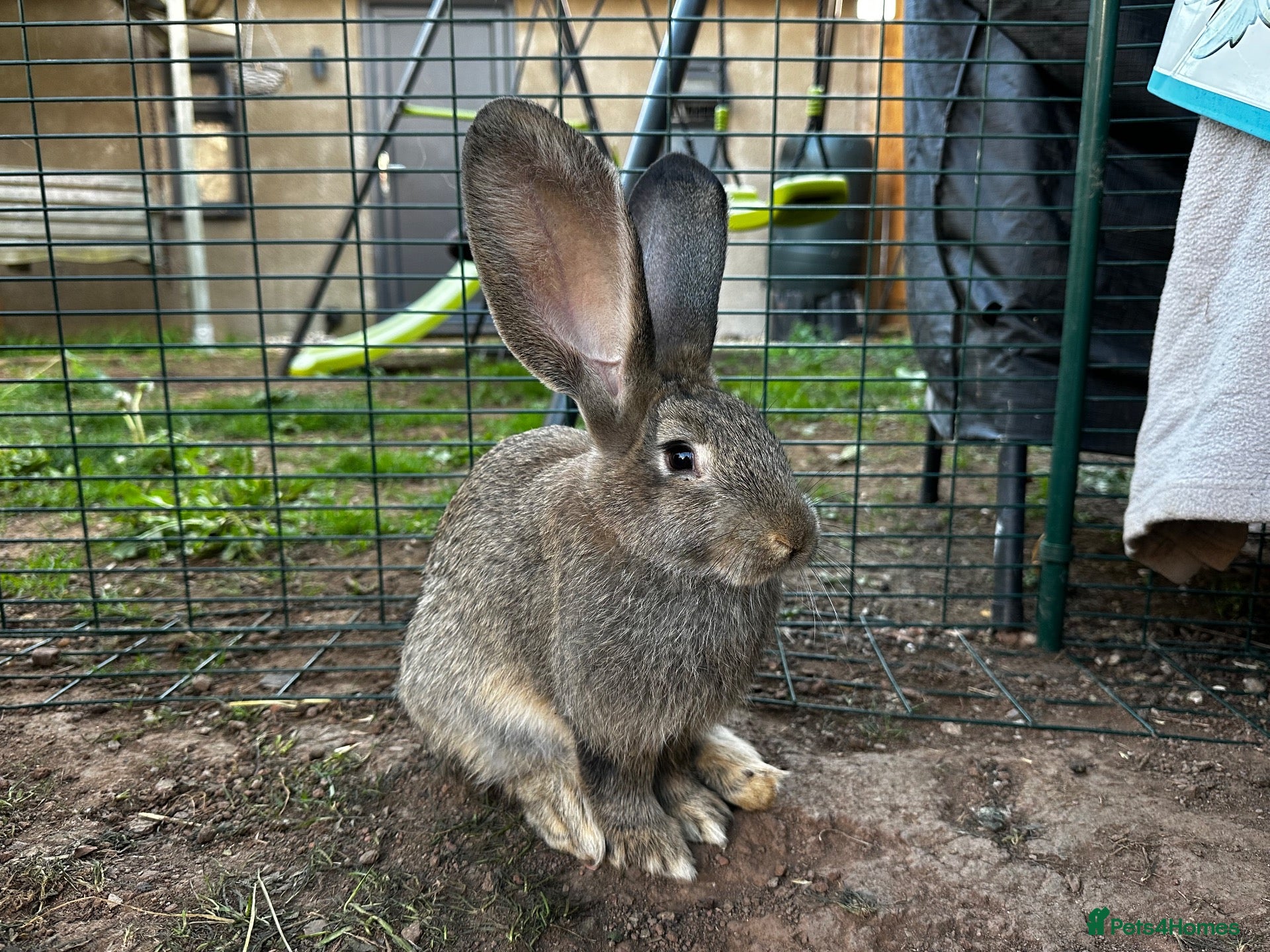 Continental Giant rabbits Continental Giants  - Advert 10