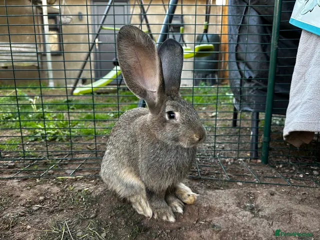 Continental Giant rabbits Continental Giants - Advert 15