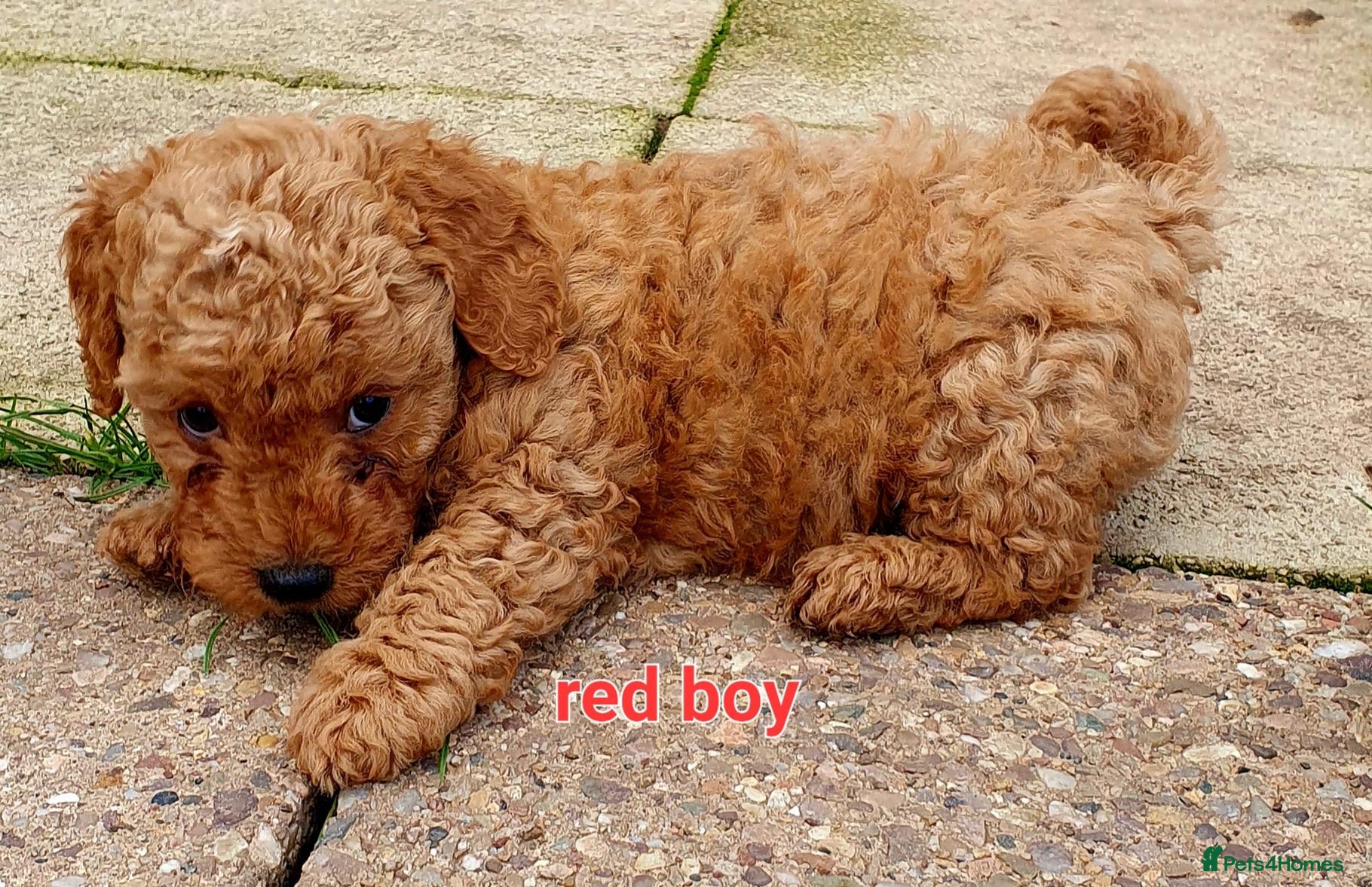 Maltipoo dogs for sale: F1 multipoo toy puppies  - Advert 1