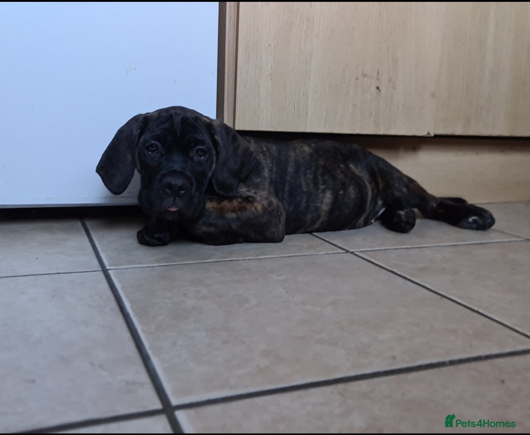Cane Corso dogs for sale: READY TO LEAVE! BIG, CHUNKY Cane Corso puppies! - Advert 4