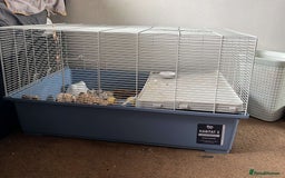 Hamster rodents for sale: Magneto, dwarf hamster - Image 4