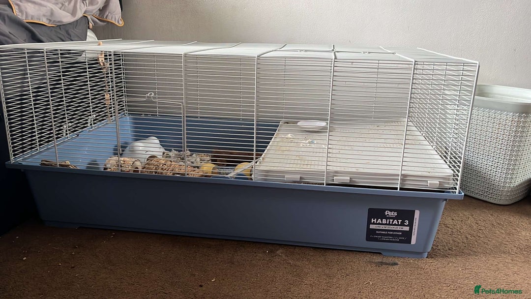 Hamster rodents for sale: Magneto, dwarf hamster - Image 4