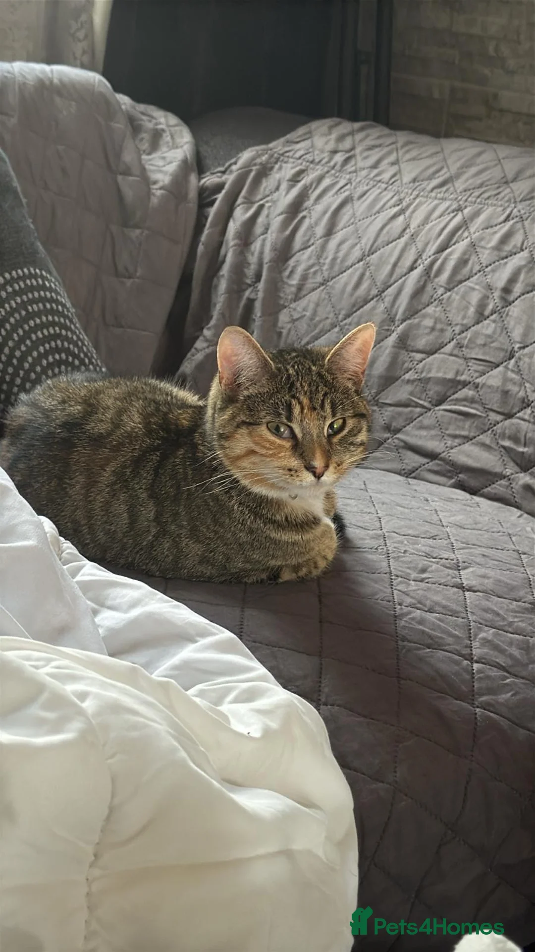 Domestic Shorthair cats for sale: Cute and Fun almost 1yr old Female cat - Advert 11