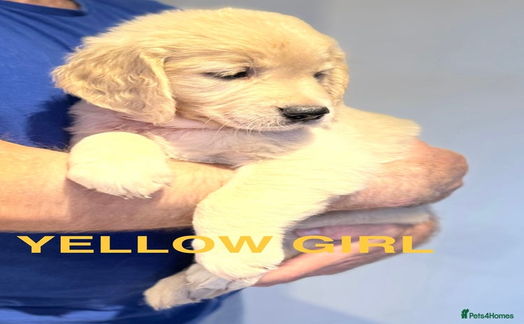 Golden Retriever dogs - Advert 1
