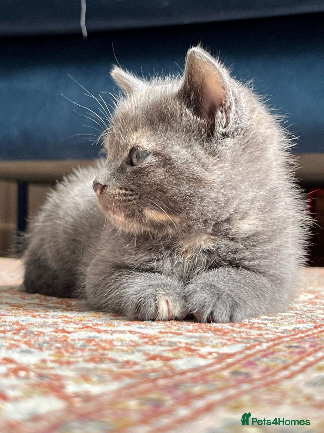 British Shorthair cats for sale: One female and one male British short hair kitten  - Image 8