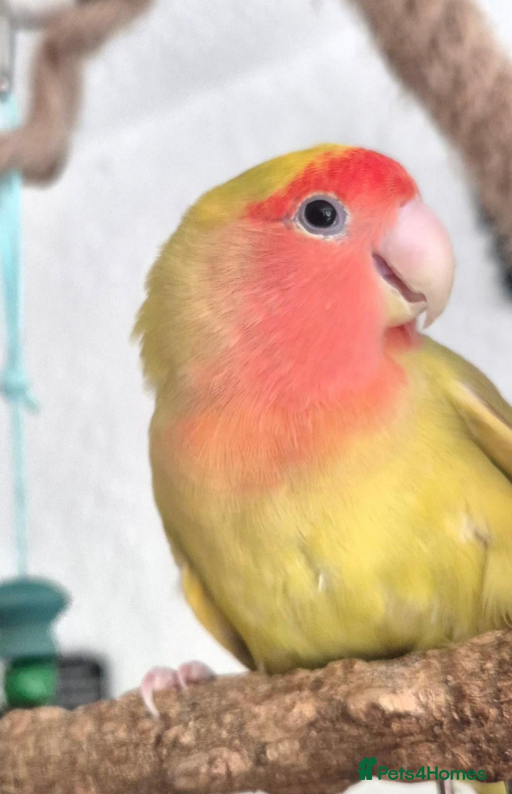 Lovebirds birds Handreared Peachface lovebird  - Advert 5
