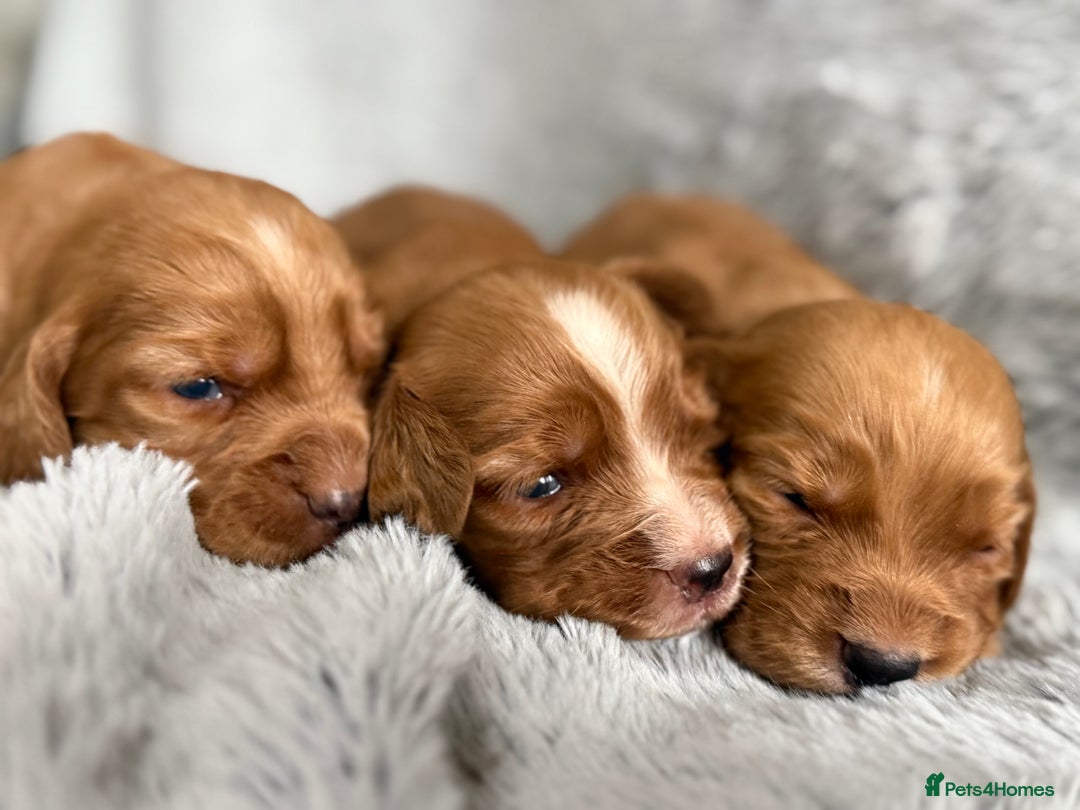 Cocker Spaniel dogs for sale: Gorgeous KC Working Cocker Spaniels- Health Tested - Image 10