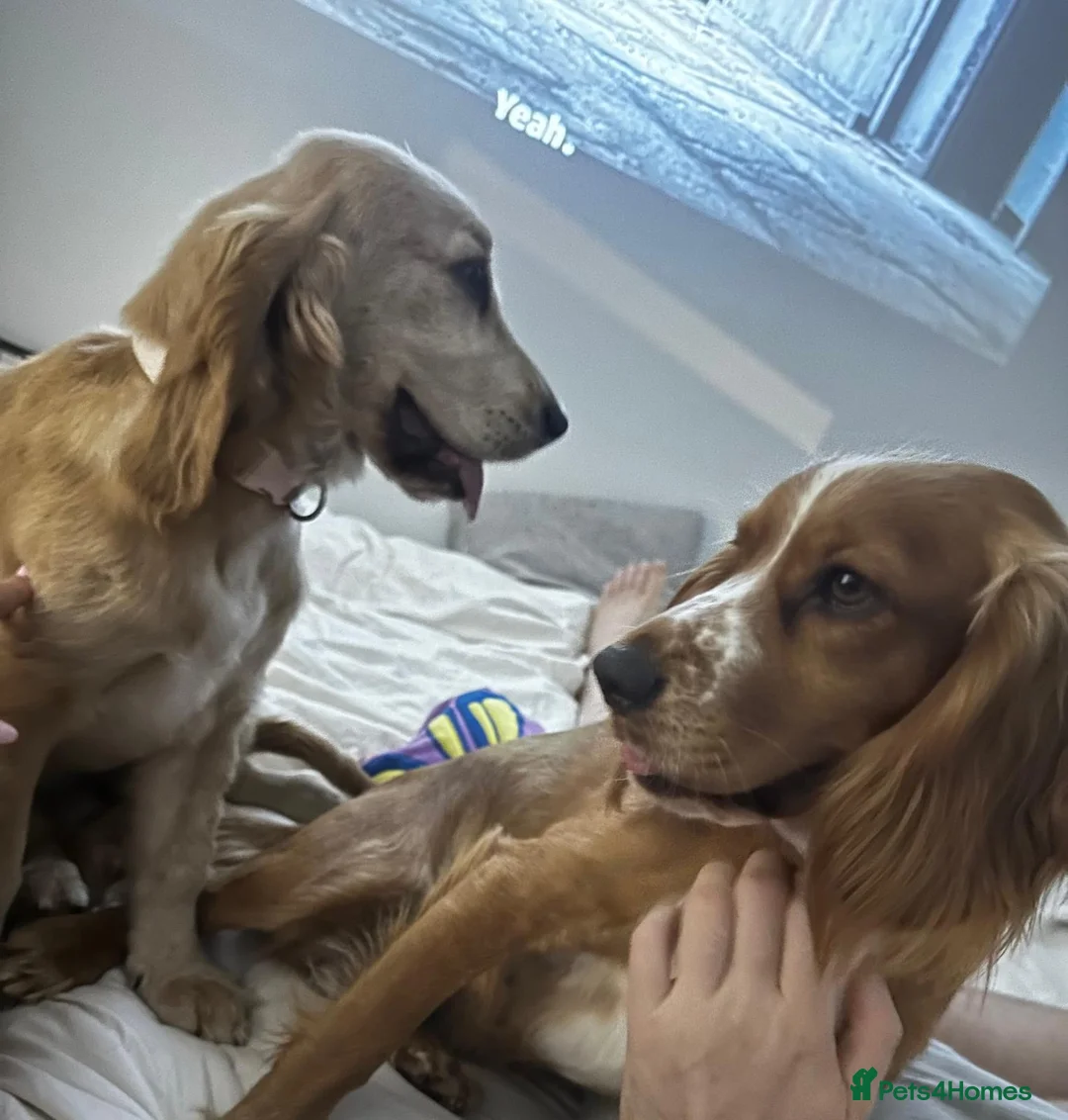 Cocker Spaniel dogs for sale: 6 Month Old Cocker Spaniel in Cambridge - Advert 2