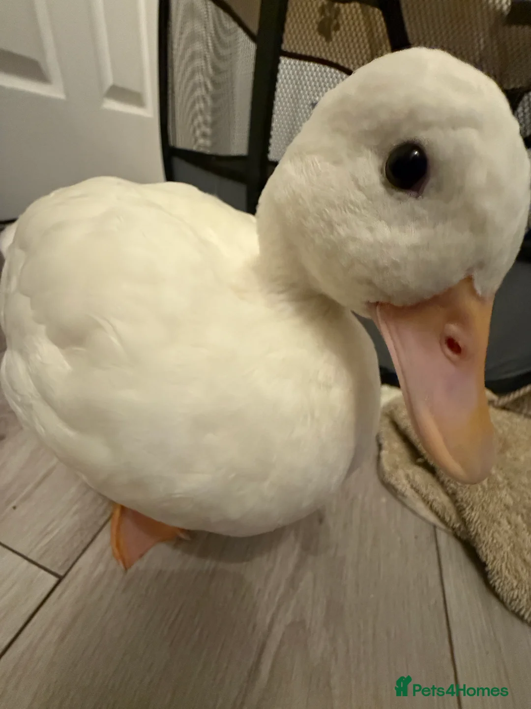 Ducks poultry for sale: Female Call Duck - Advert 4