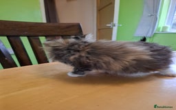 Mixed Breed cats for sale: 9 week old kittens available  - Image 22