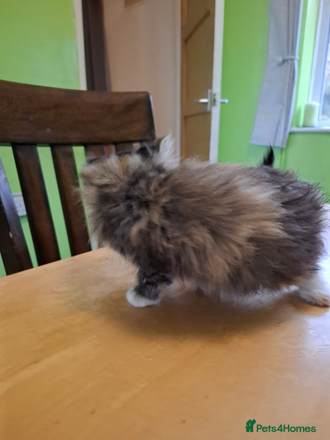 Mixed Breed cats for sale: 9 week old kittens available  - Image 22