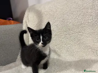 Mixed Breed cats Gorgeous tuxedo boy remaining - Advert 1