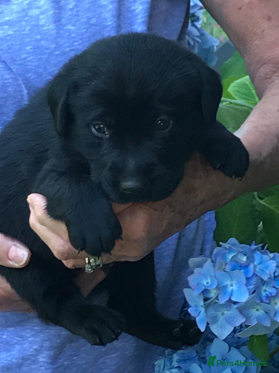 Mixed Breed dogs for sale: Only two Cavadors left.... - Image 1