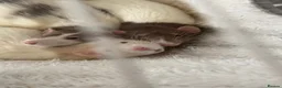 Rat rodents for sale: 4 Dumbo Rats  in Spalding - Advert 7