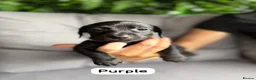Miniature Dachshund dogs for sale: Miniature dachshunds in Stafford - Advert 6