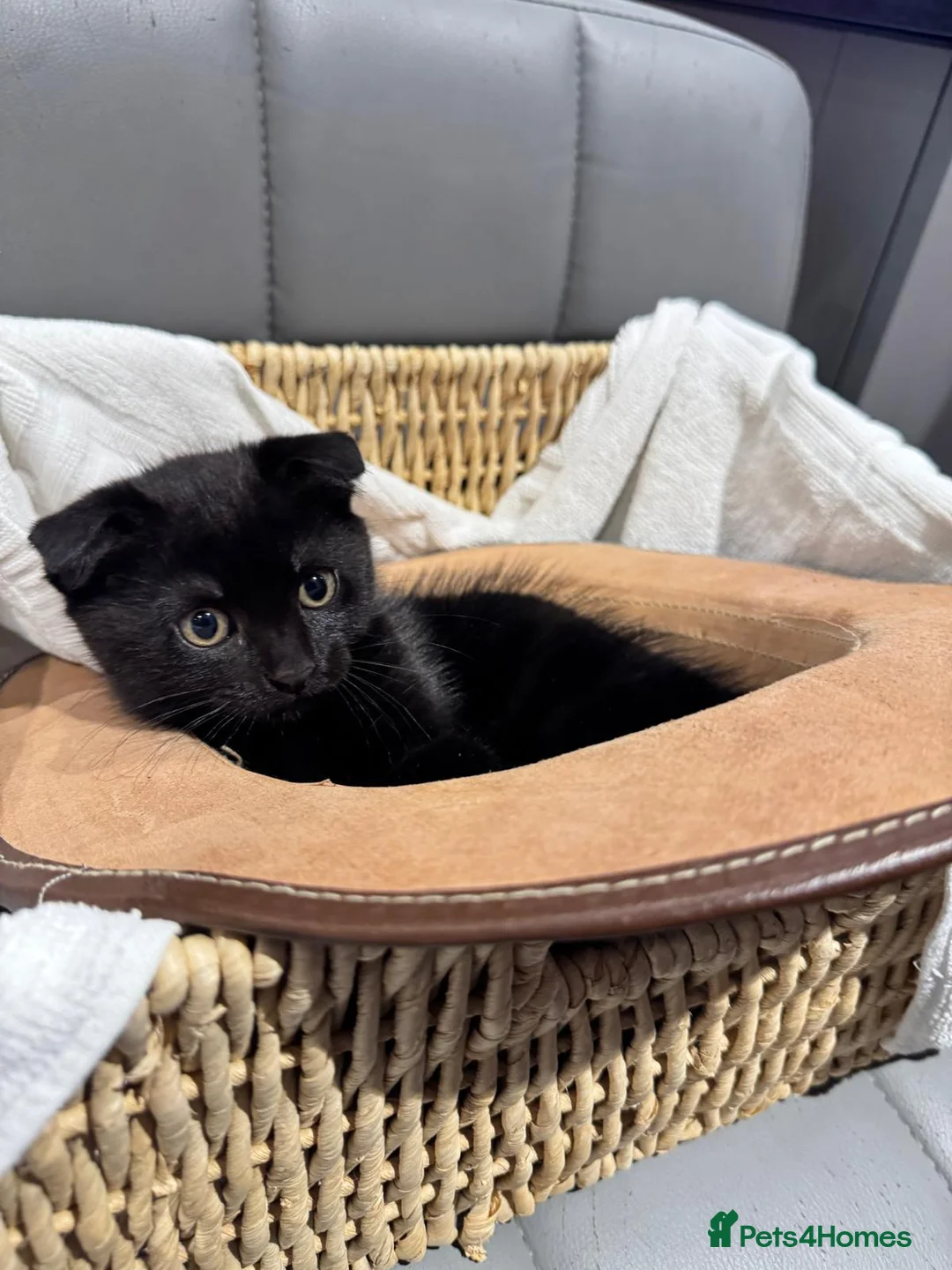 Scottish Fold cats for sale: Wednesday and Jackson - Advert 2