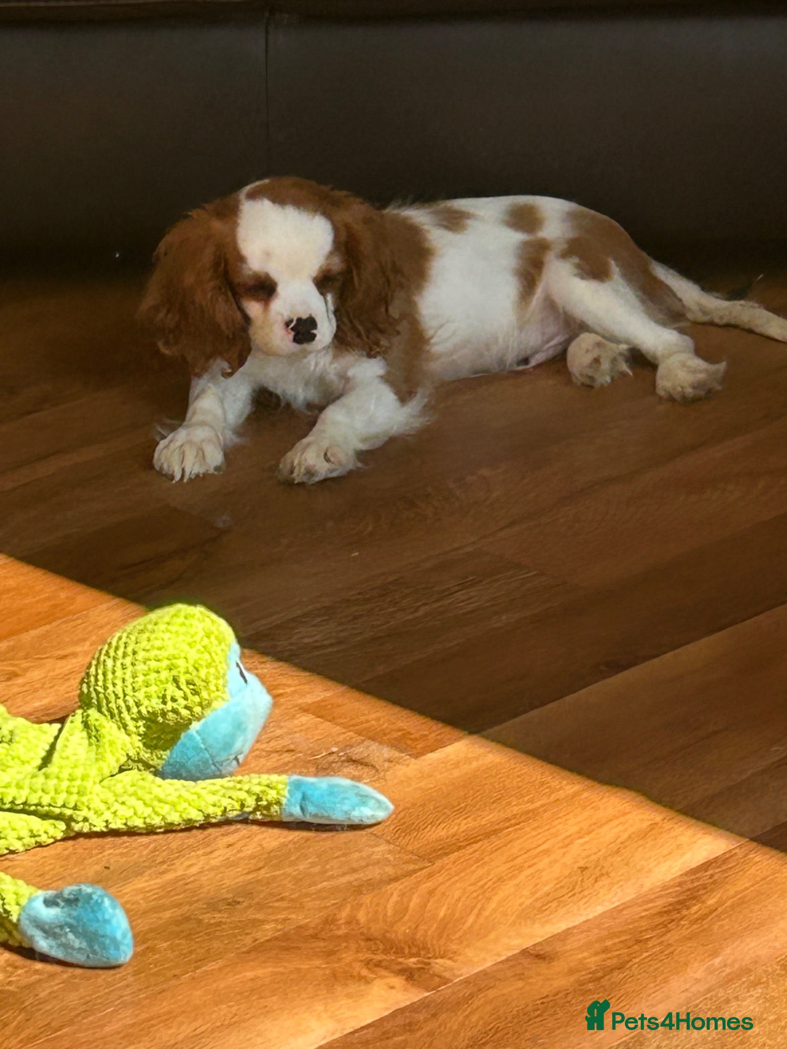 Cavalier King Charles Spaniel dogs Ready to leave Health tested Blenheim boy  - Advert 5