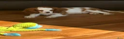 Cavalier King Charles Spaniel dogs for sale: Ready to leave Health tested Blenheim boy  - Advert 1