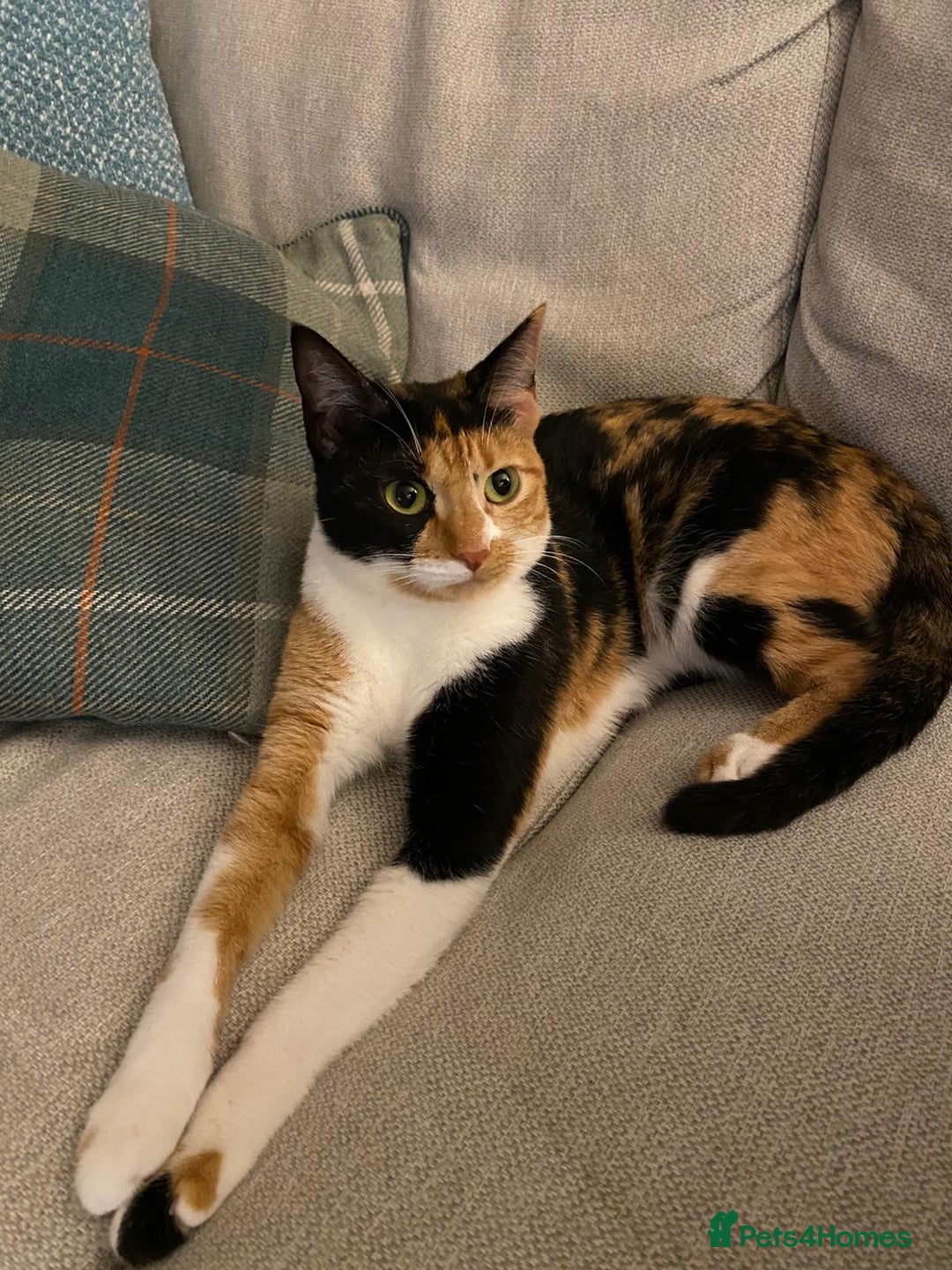 Mixed Breed cats for adoption: [Indoors Only] Mishu - Charming loving girl - Advert 3