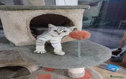 British Shorthair cats for sale: Beautiful silver spotted BSH for sad sale  - Image 16