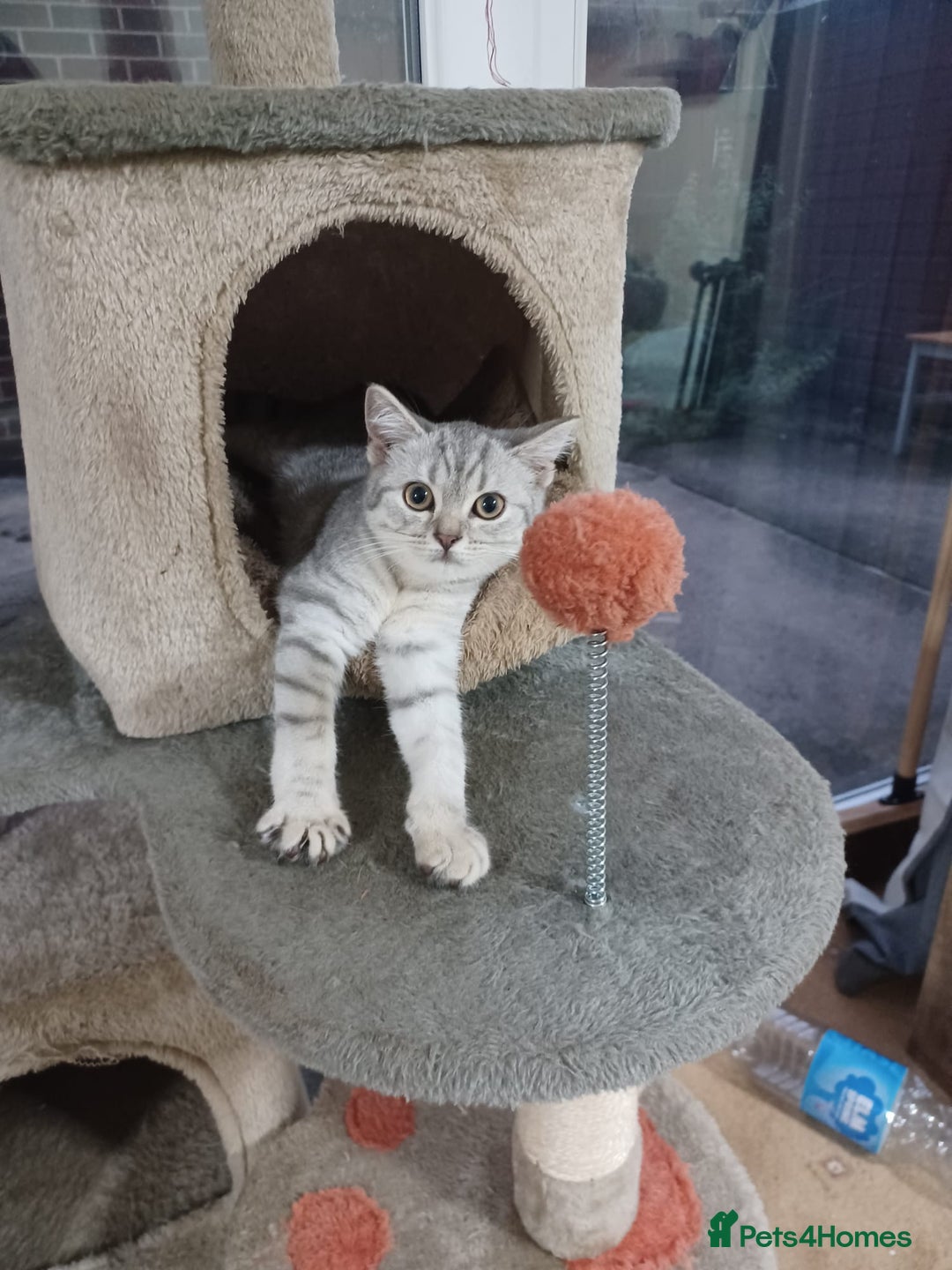 British Shorthair cats for sale: Beautiful silver spotted BSH for sad sale  - Image 16