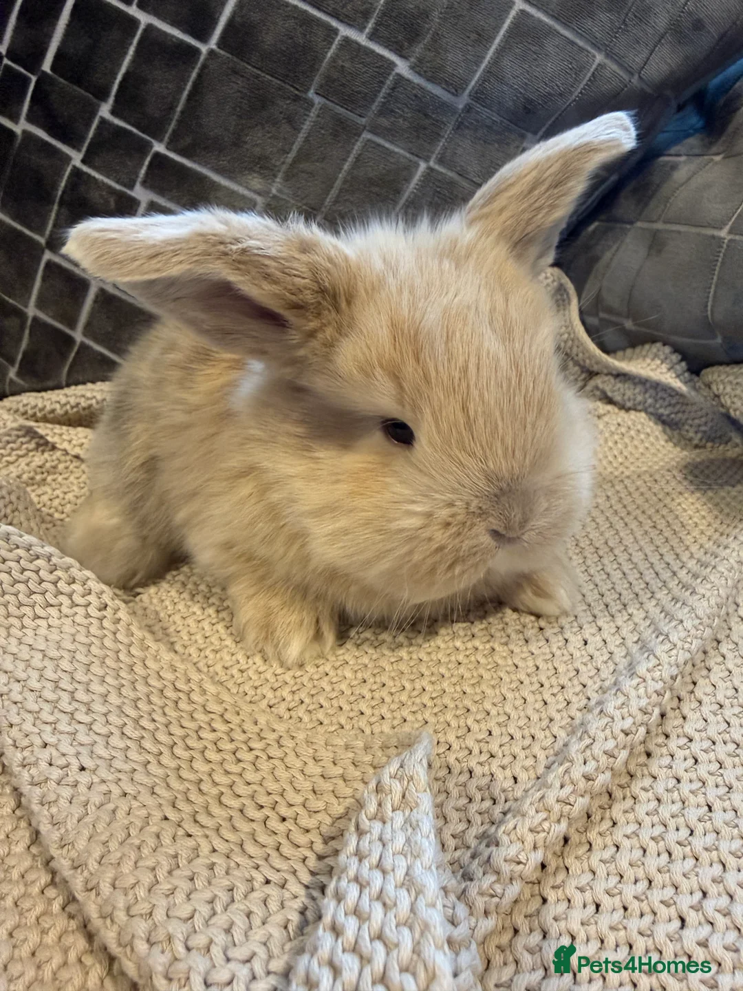 French Lop rabbits for sale: Stunning French lops available 23rd march  - Advert 2