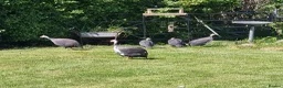 Mixed Breed birds for sale: 5 Guinea fowl for sale - Advert 3