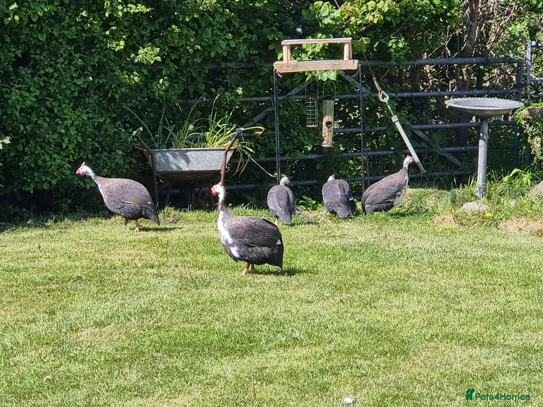 Mixed Breed birds for sale: 5 Guinea fowl for sale - Advert 3