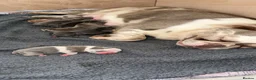 French Bulldog dogs for sale: French bulldogs  - Advert 1