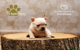 French Bulldog dogs for sale: 🐾 Beautiful French Bulldog Puppies 🐶 - Image 18