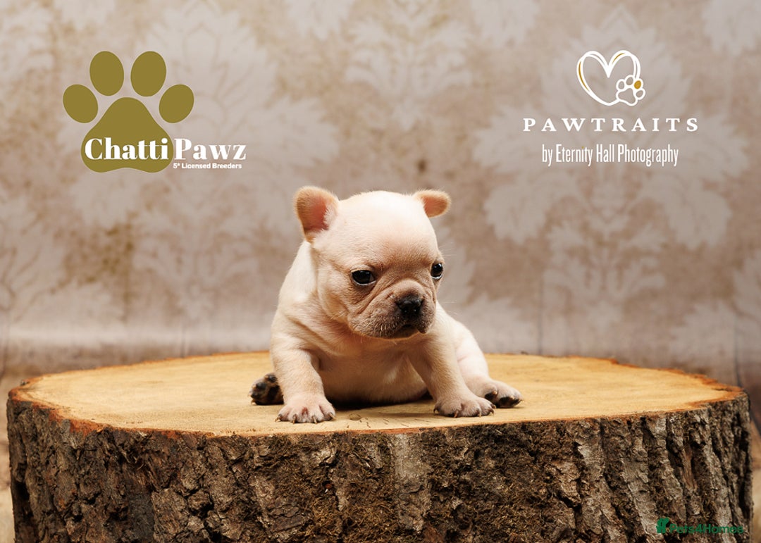 French Bulldog dogs for sale: 🐾 Beautiful French Bulldog Puppies 🐶 - Image 18