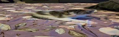 Mixed Breed Kitten 1