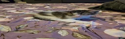 Mixed Breed cats for sale: look at all those tiny fluffballs!  - Advert 6