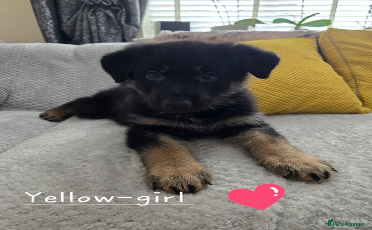 German Shepherd dogs - Advert 8