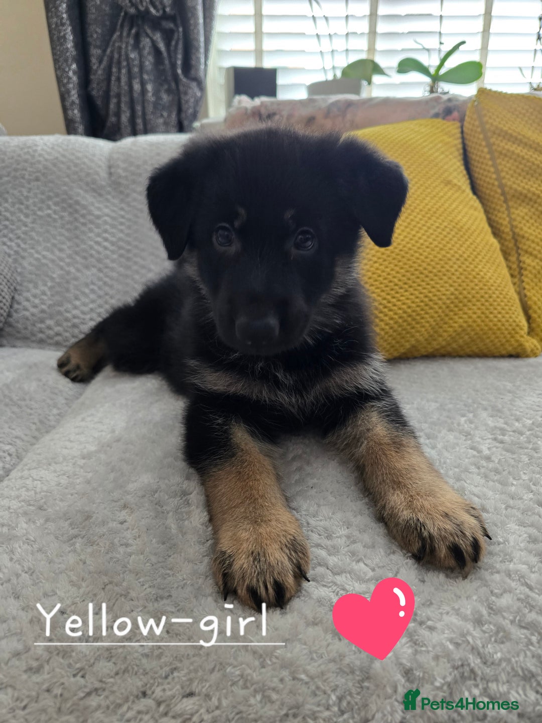 German Shepherd dogs for sale: German Shepherd puppies " 4 girls left  - Image 1