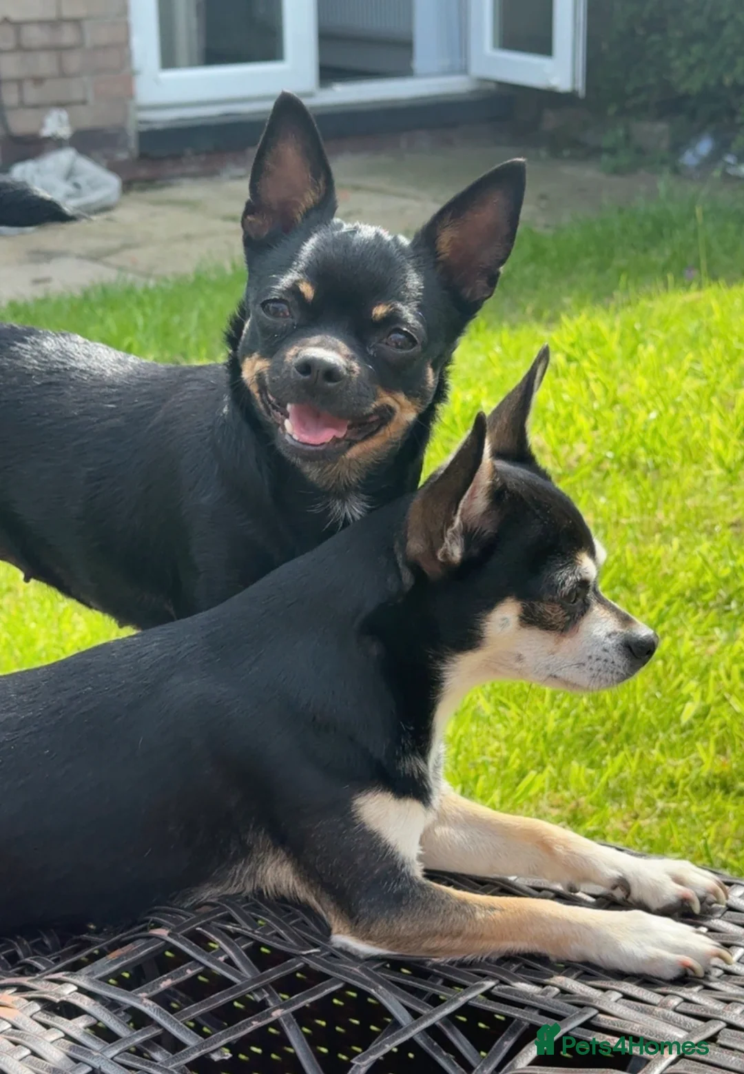 Chihuahua dogs for sale: X2 chihuahua  - Advert 1