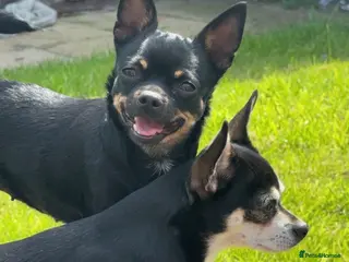Chihuahua dogs X2 chihuahua - Advert 1