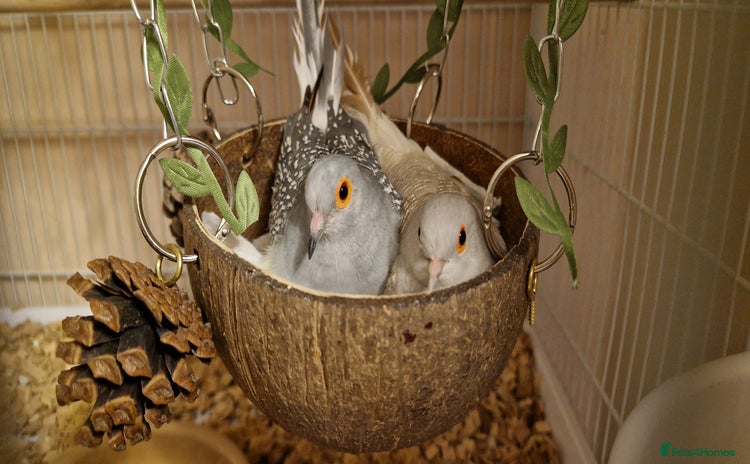 Doves birds - Advert 1