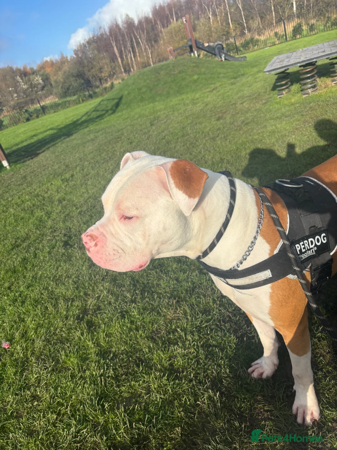 American Bulldog dogs for sale: American bulldog  - Advert 4