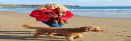 Goldendoodle dogs for sale: Goldendoodle puppies - Advert 12