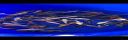 Koi Carp fish for sale: 3-4 inch Koi in Manchester - Advert 2
