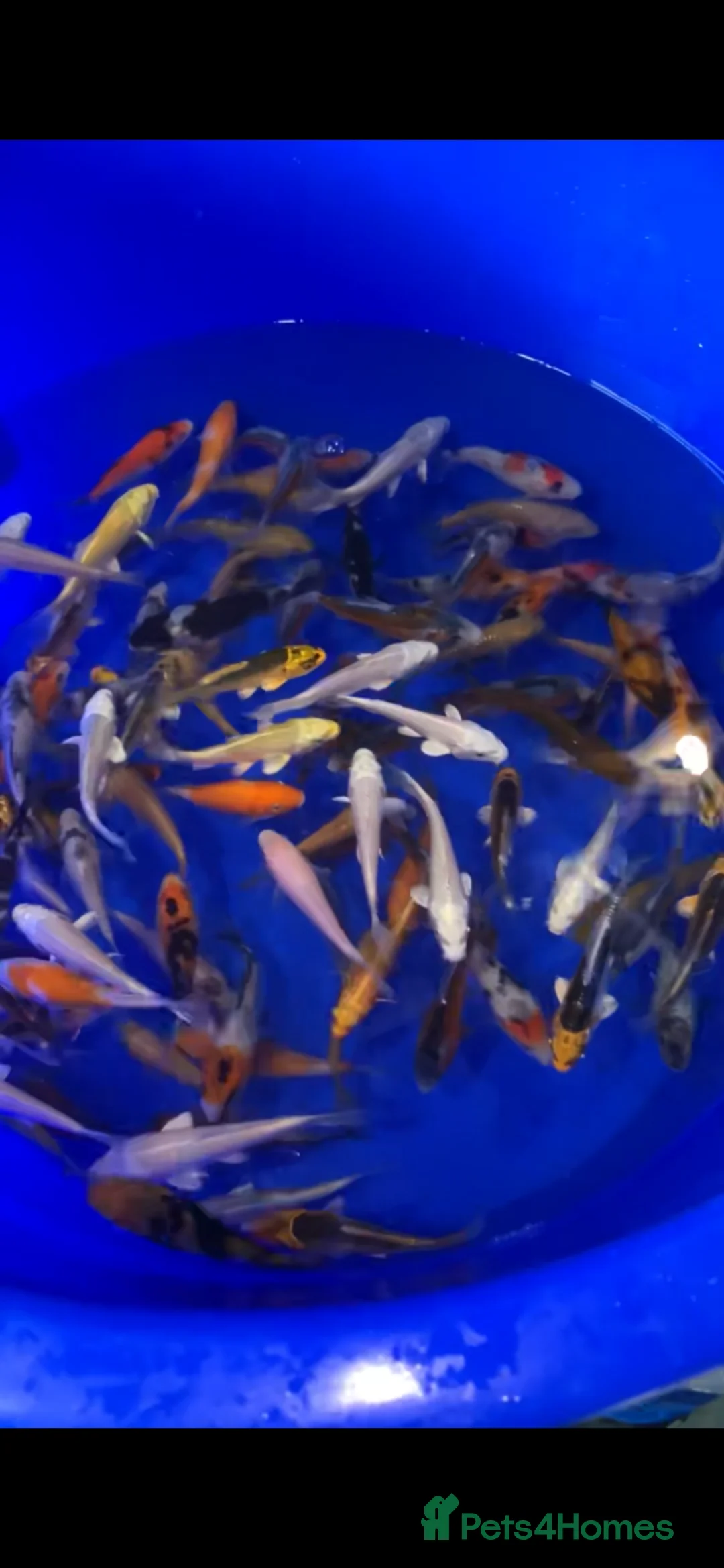 Koi Carp fish for sale: 3-4 inch Koi in Manchester - Advert 2
