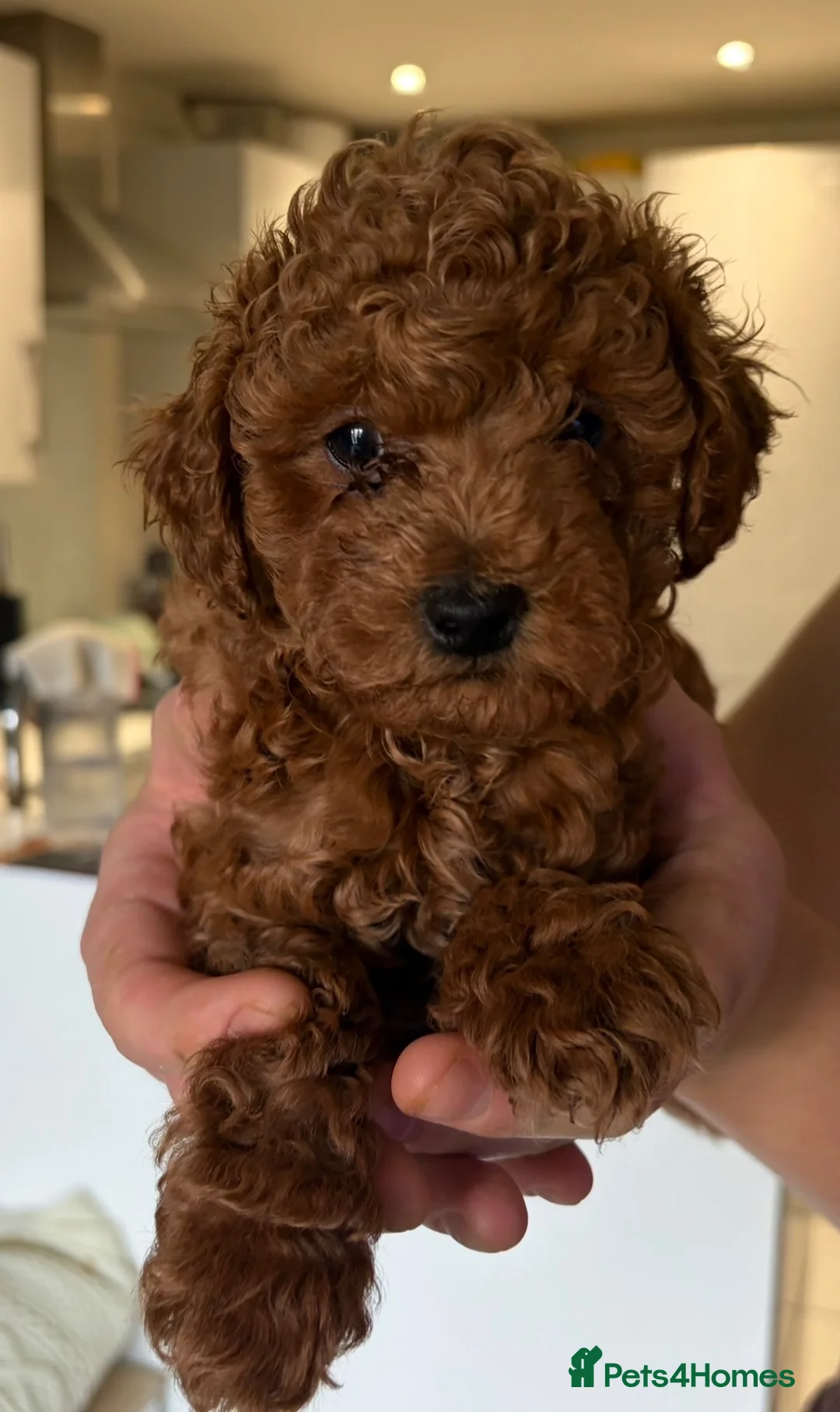 Maltipoo dogs for sale: 🐾 Absolutely Beautiful F1b Maltipoo Puppies  - Advert 1