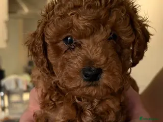 Maltipoo dogs 🐾 Absolutely Beautiful F1b Maltipoo Puppies - Advert 4