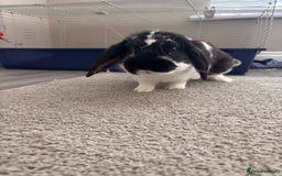 English Lop rabbits for sale: Dennis the English lop - Image 3