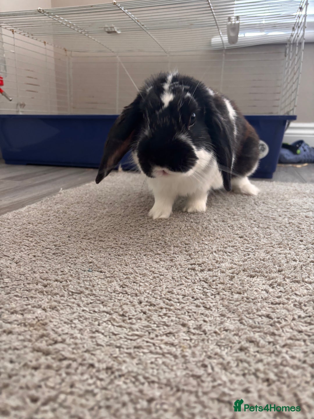 English Lop rabbits for sale: Dennis the English lop - Image 3