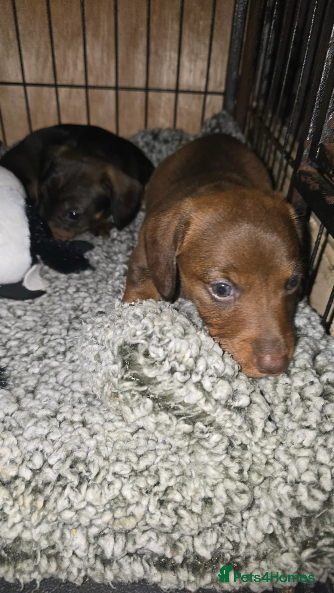 Dachshund dogs for sale: Standard wired hair puppies - Advert 6