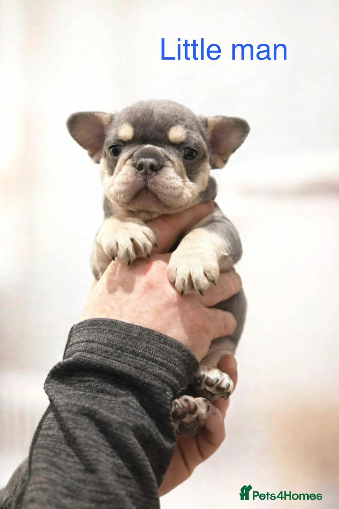 French Bulldog dogs for sale: French bulldog puppies - Advert 4