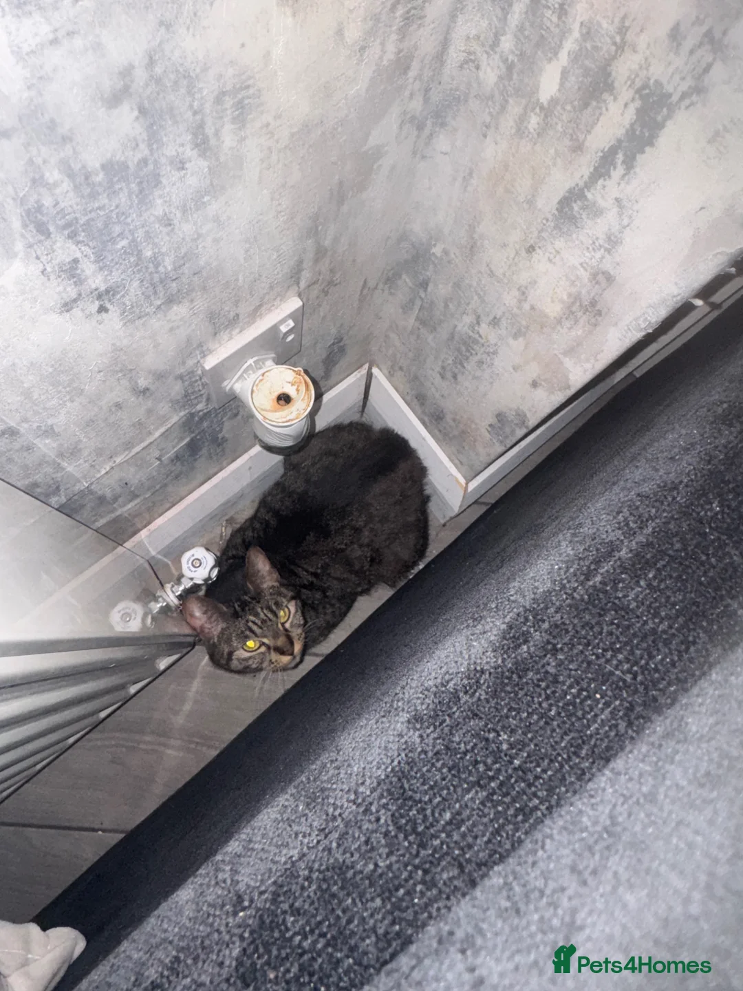 Mixed Breed cats for sale: Arna - 5 years old  - Advert 2