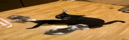 Mixed Breed cats for sale: 🥰 mixed breed calicos, tuxedos & grey kittens  - Advert 4